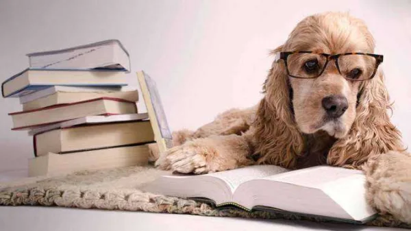 Dog wearing glasses reading a book